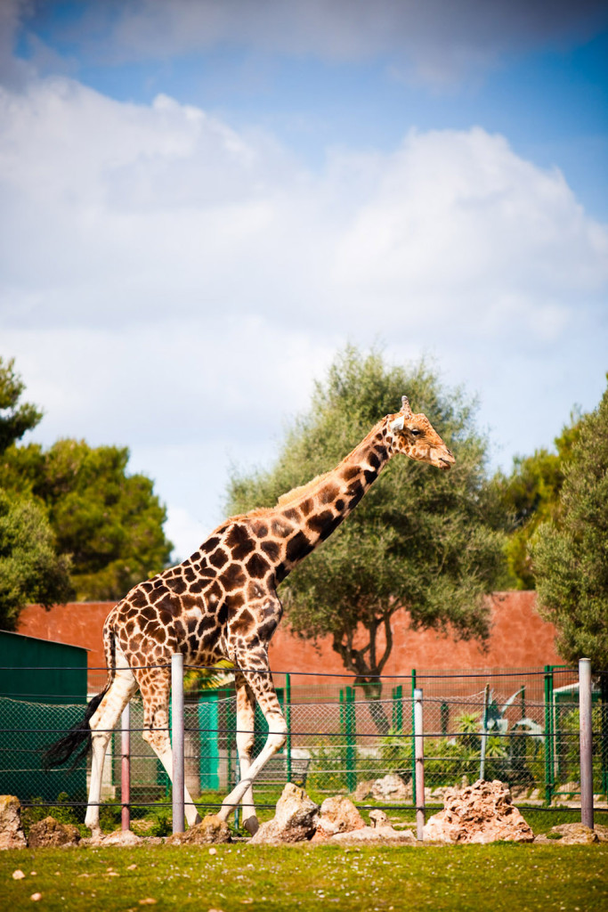 safari y zoo