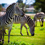 Zebra, Safari Zoo Mallorca