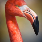 Flamingo, Safari Zoo Mallorca