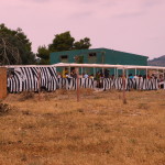 Safari Zoo, Safari Zug