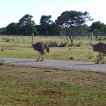 Tour, Safari Zoo Mallorca